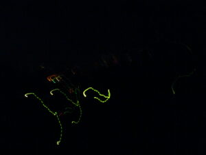 Read more about the article La Mia Doppia Vita: Il Vicino e il Gesto Proibito